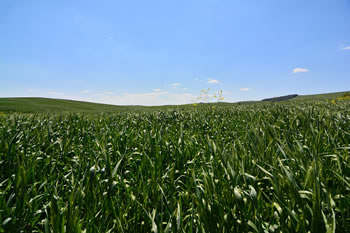 La Collina Materana