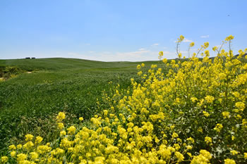 La Collina Materana