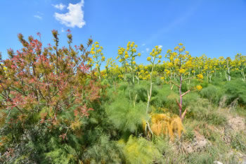 La Collina Materana