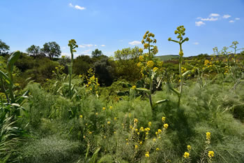 La Collina Materana